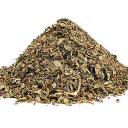 BAZALKA LIST (Ocimum basilicum)
