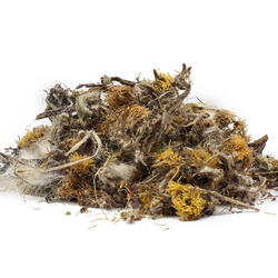 PODBEĽ KVET BIO (Tussilago farfara) - bylina